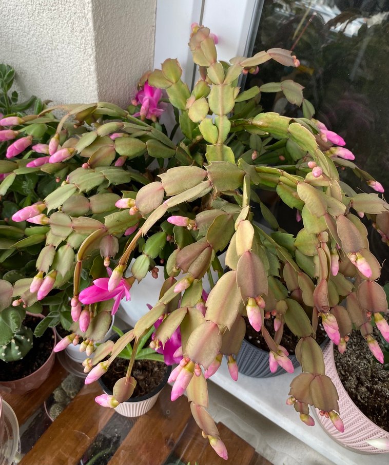 Yılbaşı Çiçeği Fuşya Renkli - Görsel 4