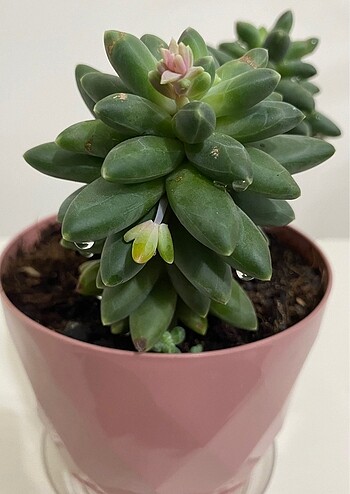 Pachyphytum sukulent