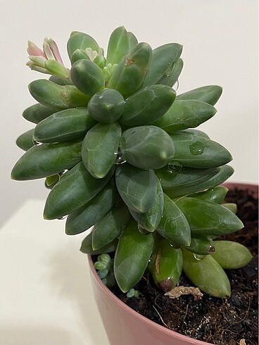 Ikea Pachyphytum sukulent