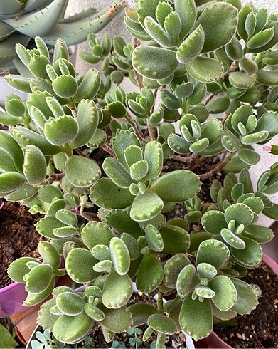 Ayı Pençesi Sukulent Cotyledon Tomentosa