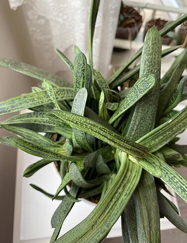 Ikea Gasteria Batesiana