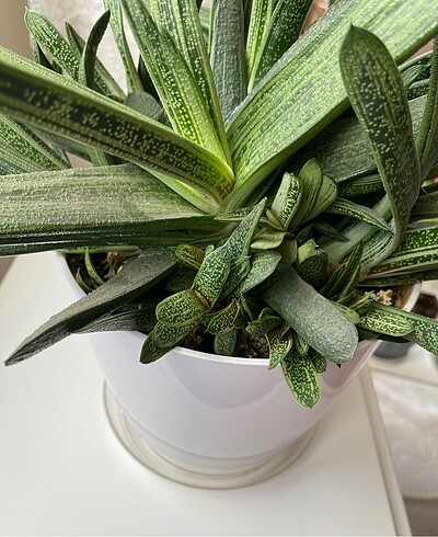 Beden Gasteria Batesiana