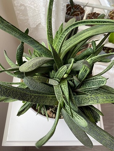 Gasteria Batesiana