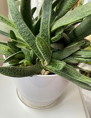 Beden yeşil Renk Gasteria Batesiana