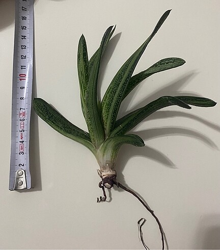 Gasteria Batesiana Sığır Dili