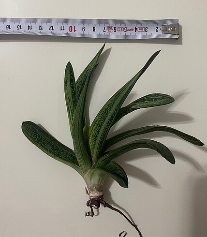 Ikea Gasteria Batesiana Sığır Dili