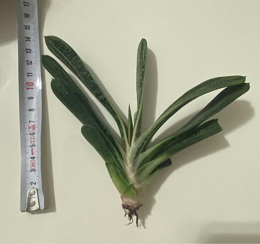 Gasteria Batesiana Sığır Dili