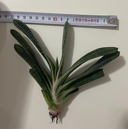 Ikea Gasteria Batesiana Sığır Dili
