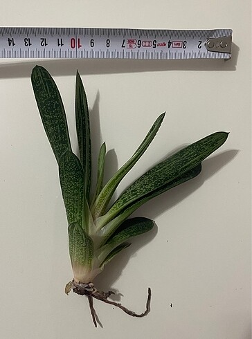 Gasteria Batesiana Sığır Dili