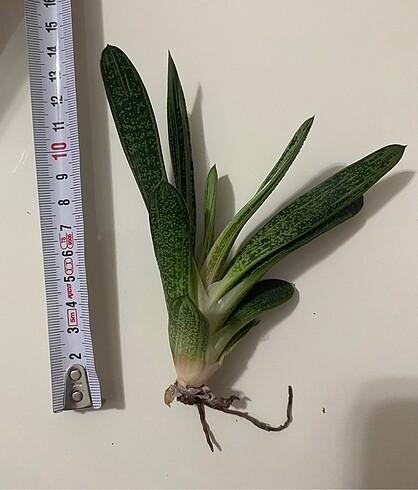 Ikea Gasteria Batesiana Sığır Dili