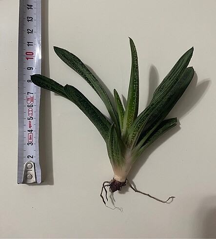 Ikea Gasteria Batesiana Sığır Dili