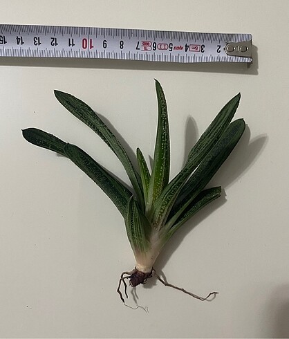 Gasteria Batesiana Sığır Dili