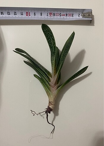 Gasteria Batesiana Sığır Dili
