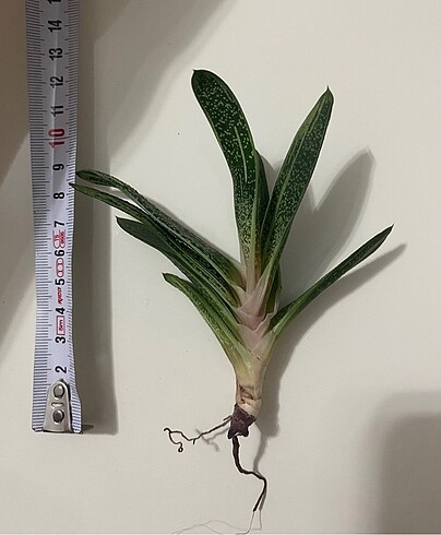 Ikea Gasteria Batesiana Sığır Dili