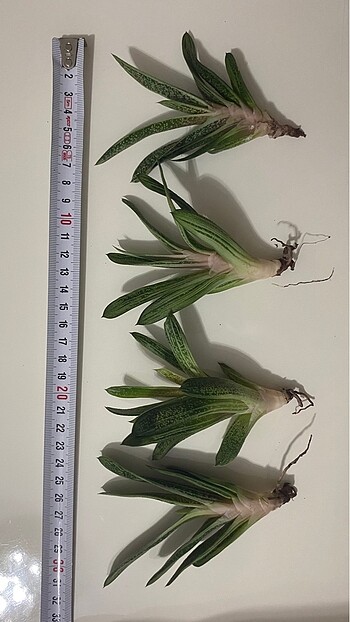Gasteria Batesiana Sığır Dili