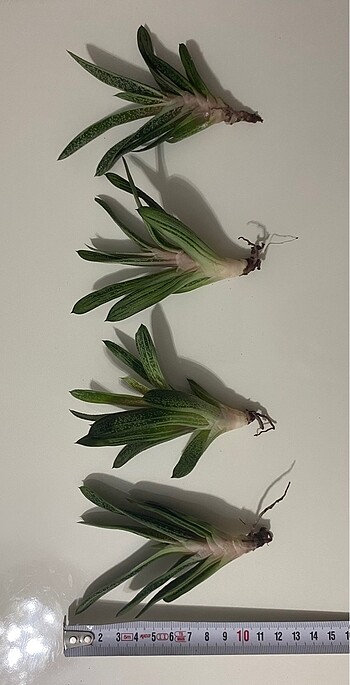 Ikea Gasteria Batesiana Sığır Dili
