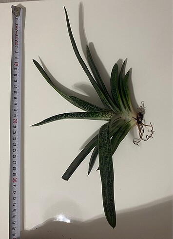Gasteria Batesiana Sığır Dili Büyük Boy