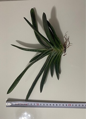Ikea Gasteria Batesiana Sığır Dili Büyük Boy