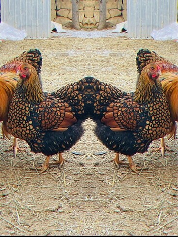 Wyandotte yumurtaları kuluçkalık