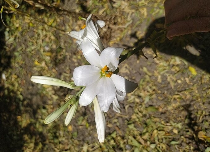 Beyaz Zambak Soğanı