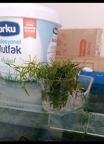 5 bardak Lepistes otu
