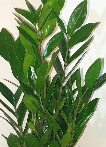 Zamia zamiifolia