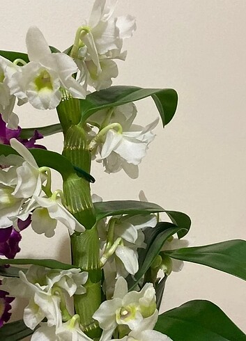 Dendrobium orkide mis kokulu