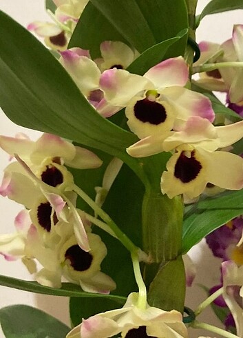 Çiçek Dendrobium orkide mis kokulu