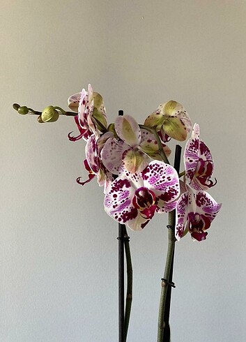 Cilli orkide