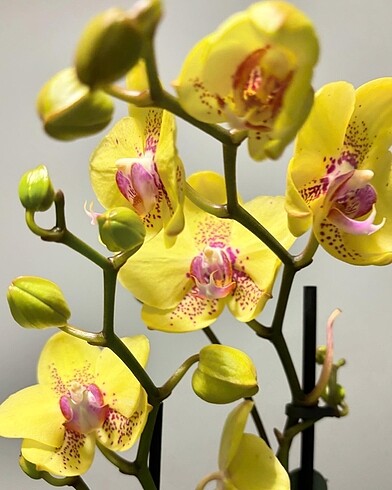 Multiflora Dragon orkıde 