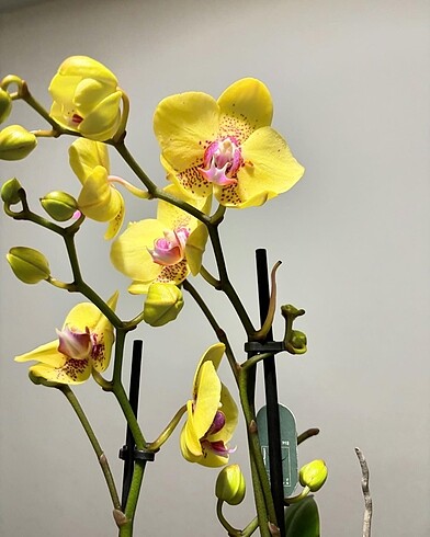 Çiçek Multiflora Dragon orkıde