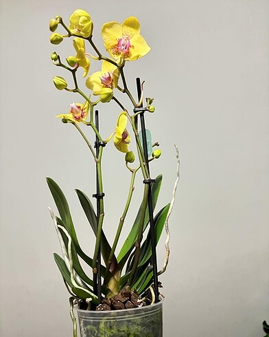 Beden Multiflora Dragon orkıde