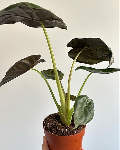 Alocasia wentii