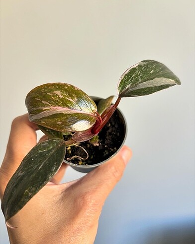 Philodendron Marbel