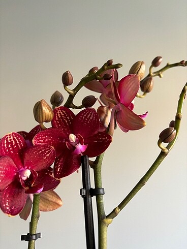 Multi flora Orkide 