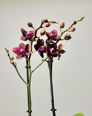 Beden bordo Renk Multi flora Orkide