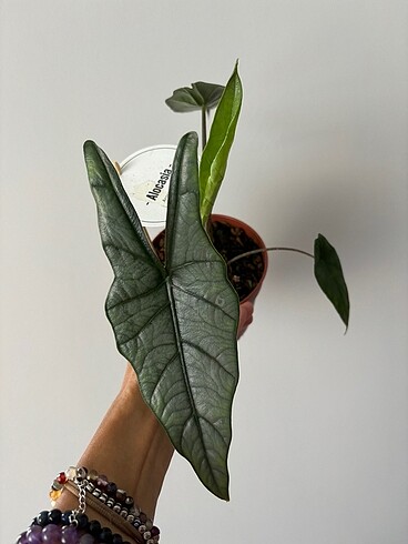 Alocasia Heteropyl silver