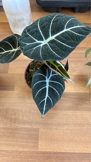 Alocasia black velvet
