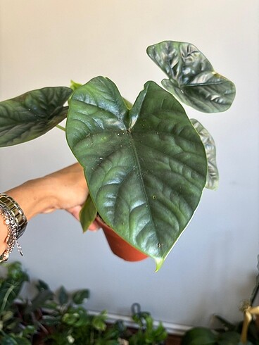 Alocasia lukiwian