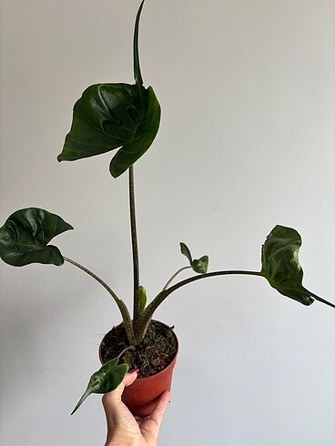 Alocasia stringay