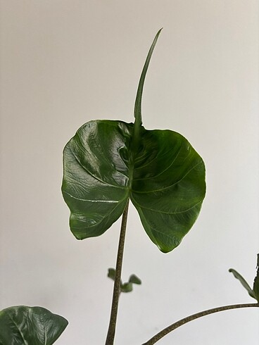 Çiçek Alocasia stringay