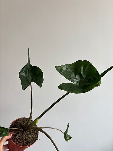  Beden Alocasia stringay