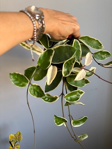 Hoya 