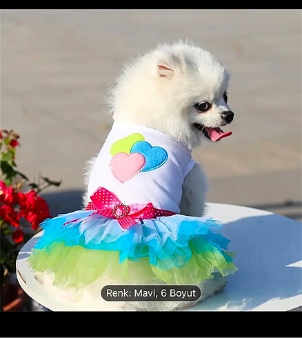 Tül köpek elbisesi