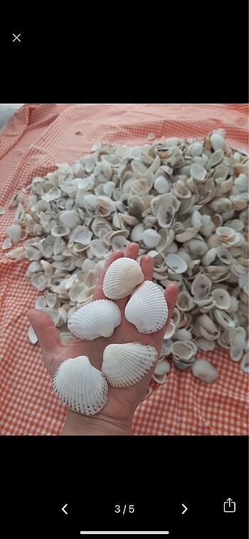 Beden Deniz kabuğu