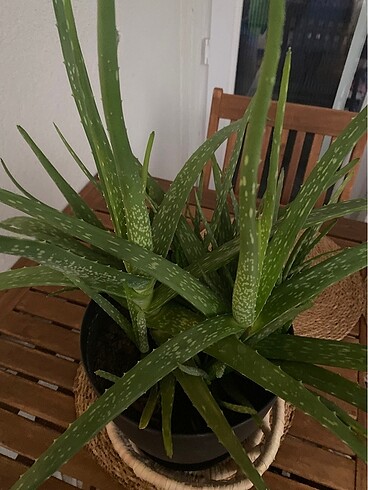 Beden Aloe vera çiçeği