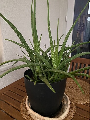 Aloe vera çiçeği