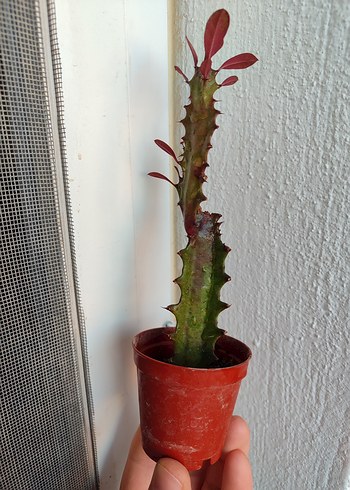 Süt Kaktüs - Görsel 2