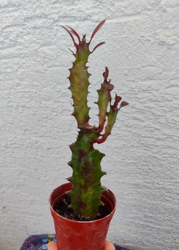 Süt Kaktüs - Görsel 4