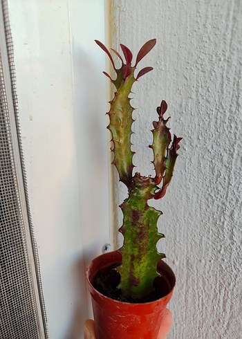 Süt Kaktüs - Görsel 3